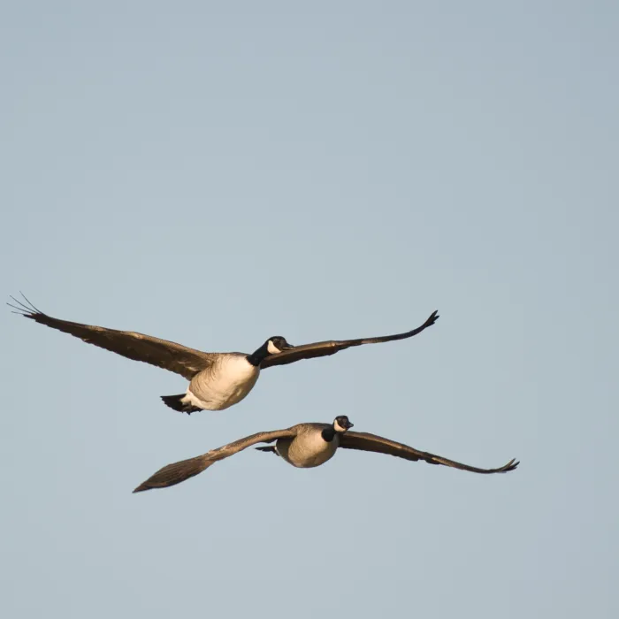 Gespotte Grote Canadese gans