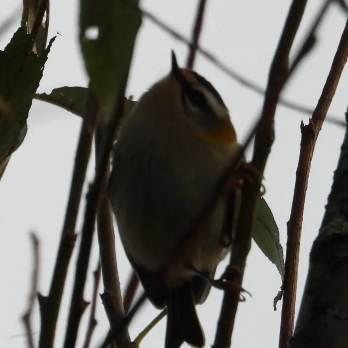 Gespotte Vuurgoudhaan