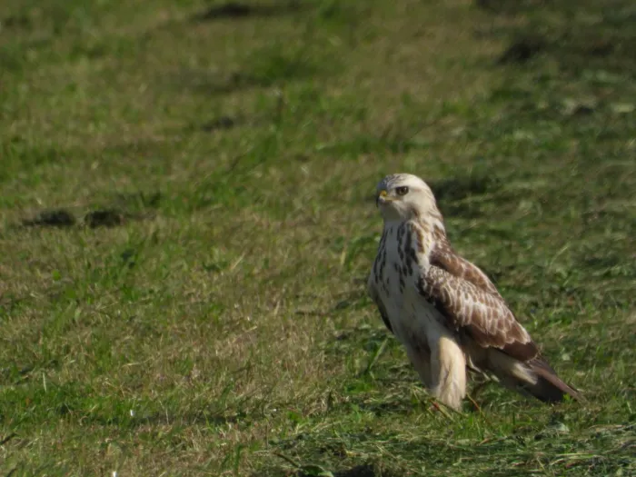 Gespotte Ruigpootbuizerd