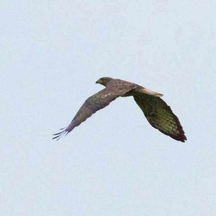 Gespotte Buizerd