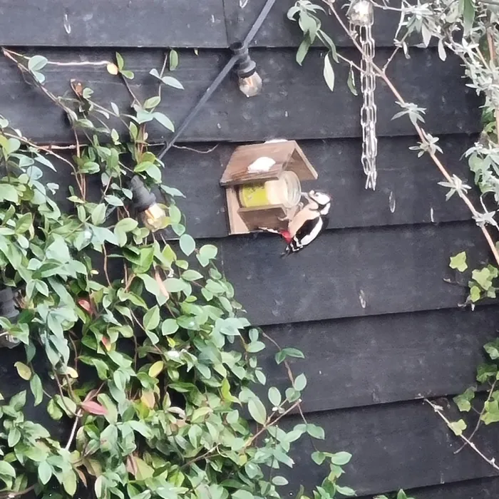 Gespotte Grote bonte specht