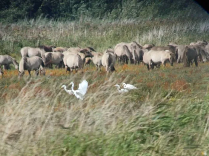 Gespotte Grote zilverreiger