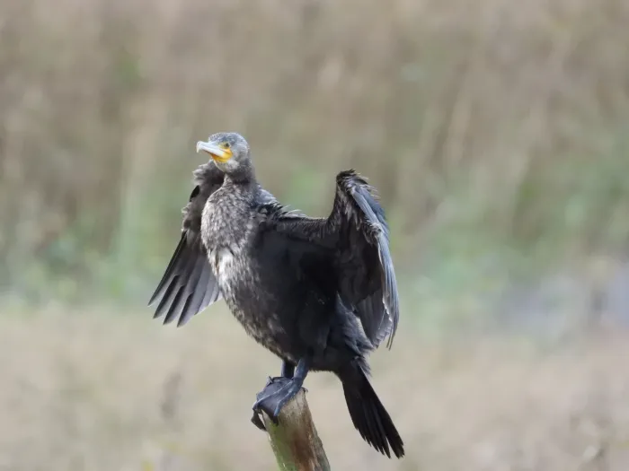 Gespotte Aalscholver