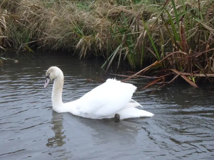 Gespotte Knobbelzwaan