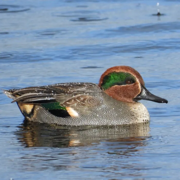 Gespotte Wintertaling