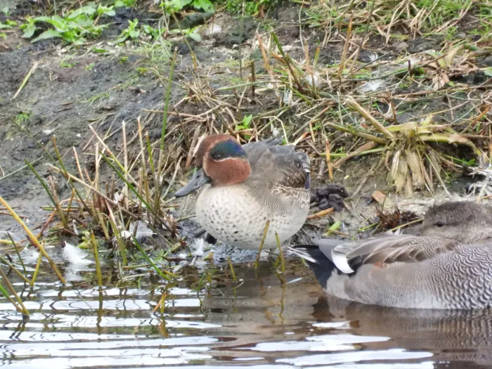 Gespotte Wintertaling