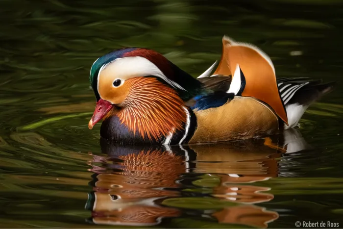 Gespotte Mandarijneend