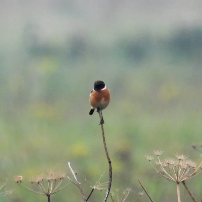 Gespotte Roodborsttapuit