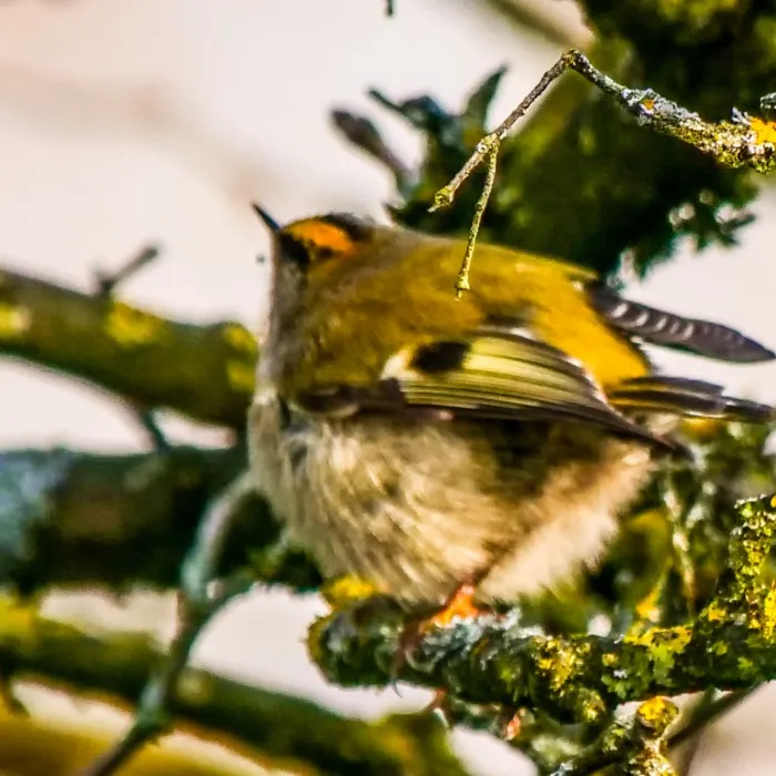 Gespotte Vuurgoudhaan