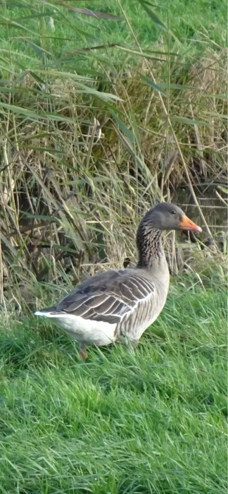 Gespotte Grauwe gans