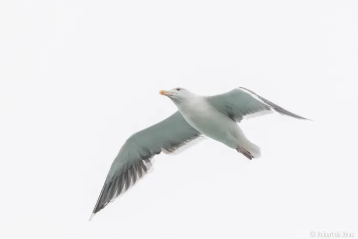 Gespotte Grote mantelmeeuw