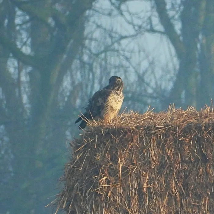 Gespotte Buizerd