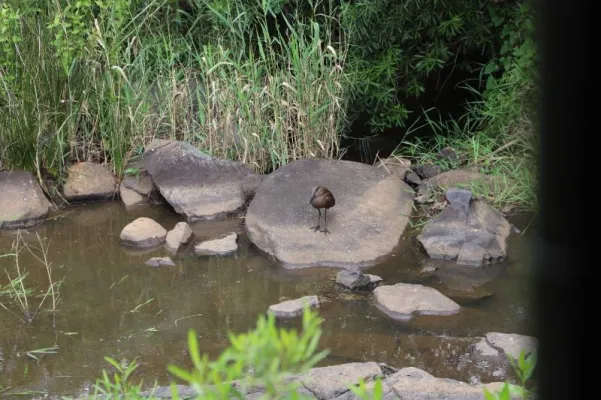 Gespotte Hamerkop