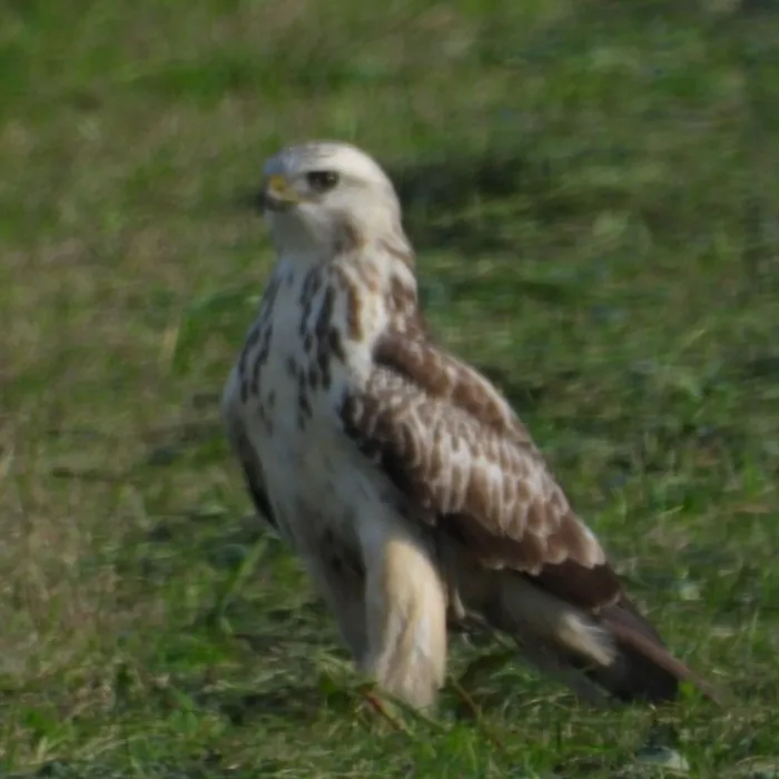 Gespotte Ruigpootbuizerd