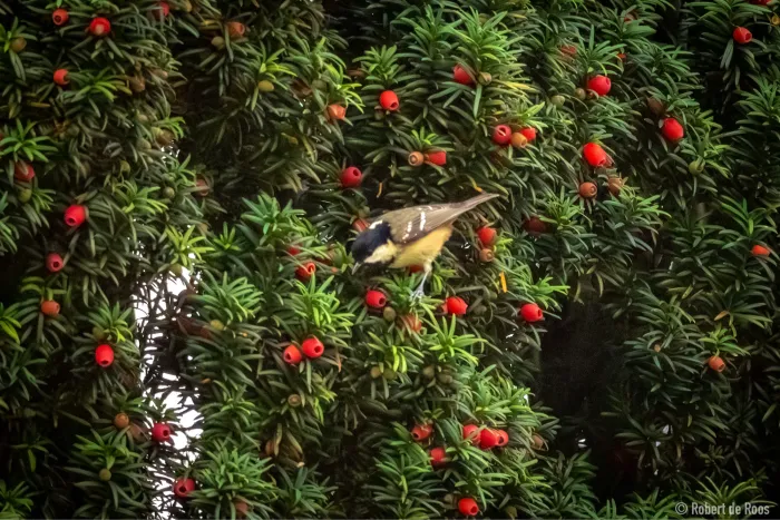 Gespotte Zwarte mees