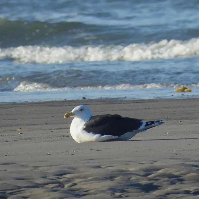 Gespotte Grote mantelmeeuw