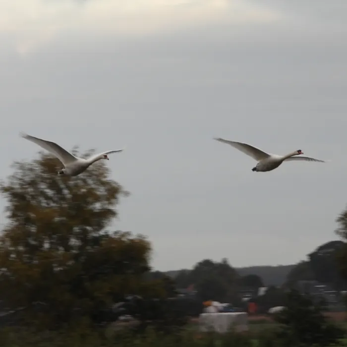 Spotted Mute Swan