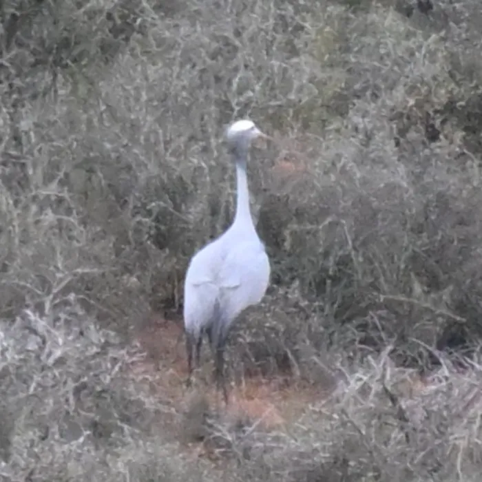 Gespotte Stanleykraanvogel