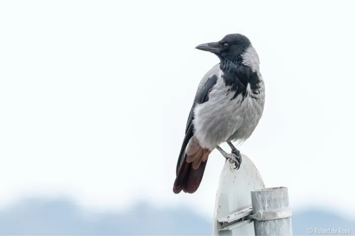 Gespotte Bonte kraai