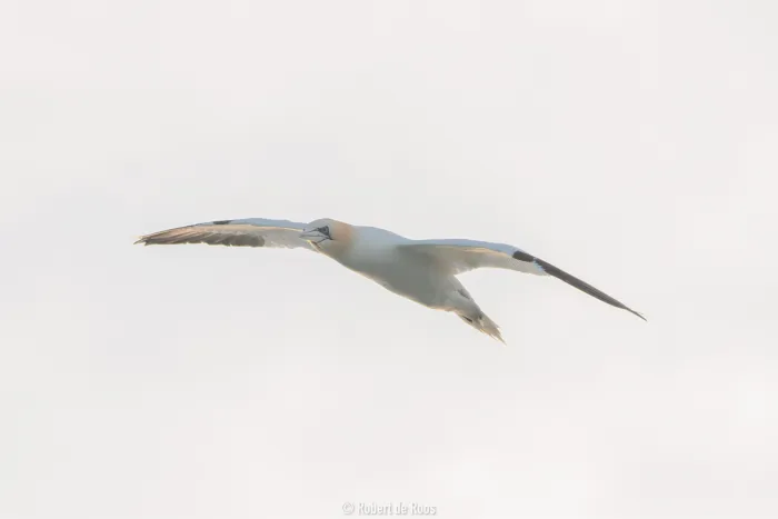 Gespotte Jan-van-gent