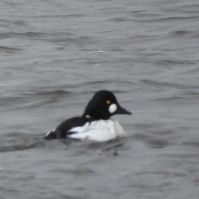 Spotted Common Goldeneye