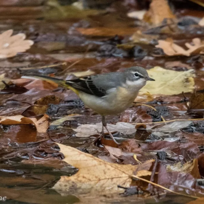 Gespotte Grote gele kwikstaart