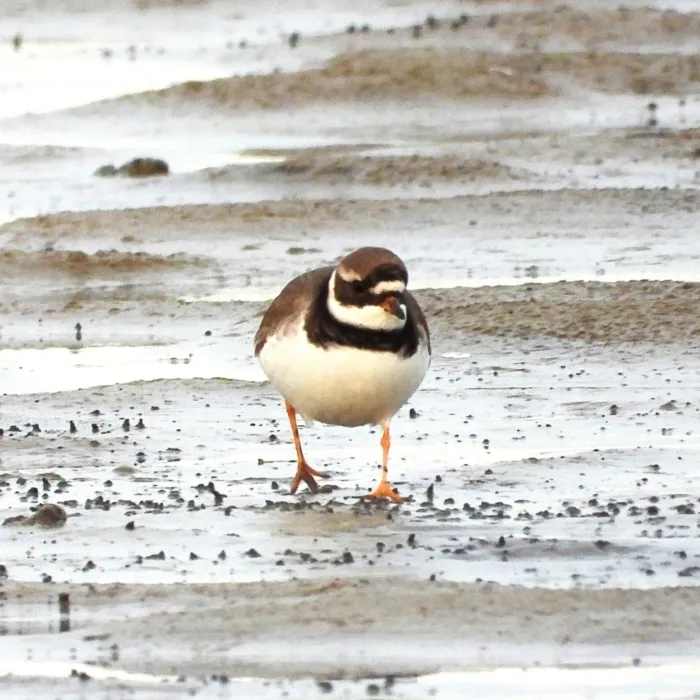 Gespotte Bontbekplevier