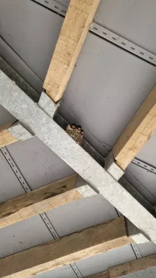 Gespotte Boerenzwaluw
