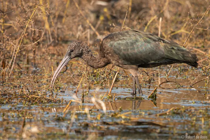 Gespotte Zwarte ibis