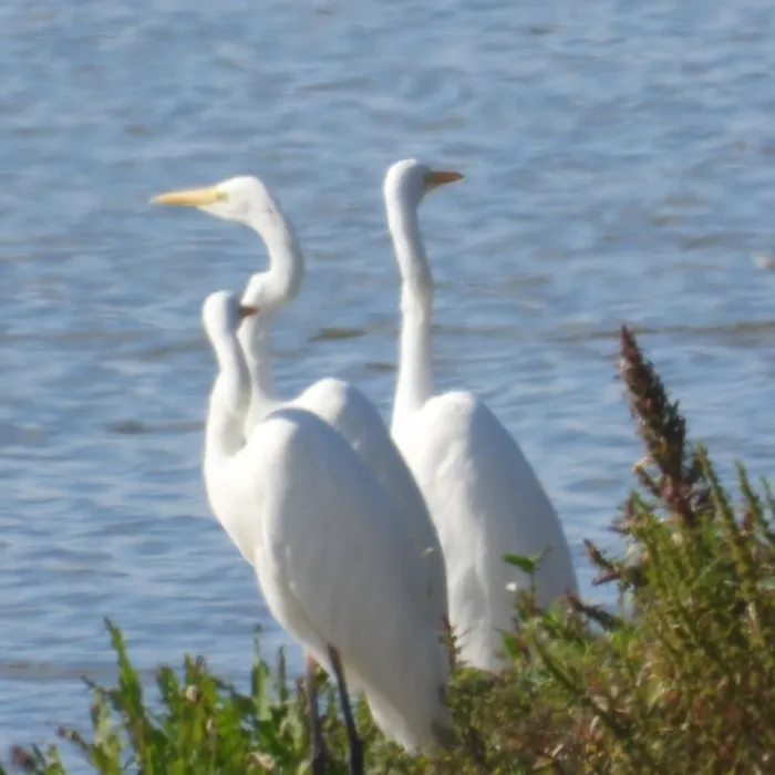 Gespotte Grote zilverreiger