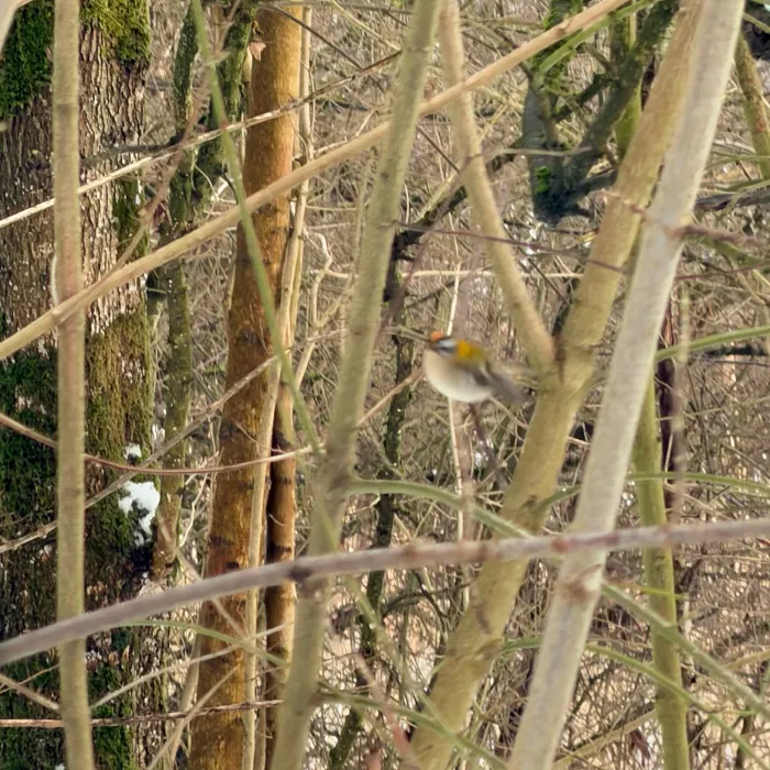 Spotted Common Firecrest
