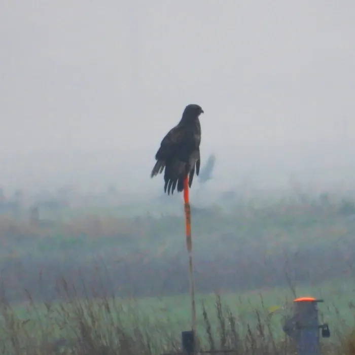 Gespotte Buizerd