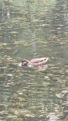 Gespotte Wilde eend