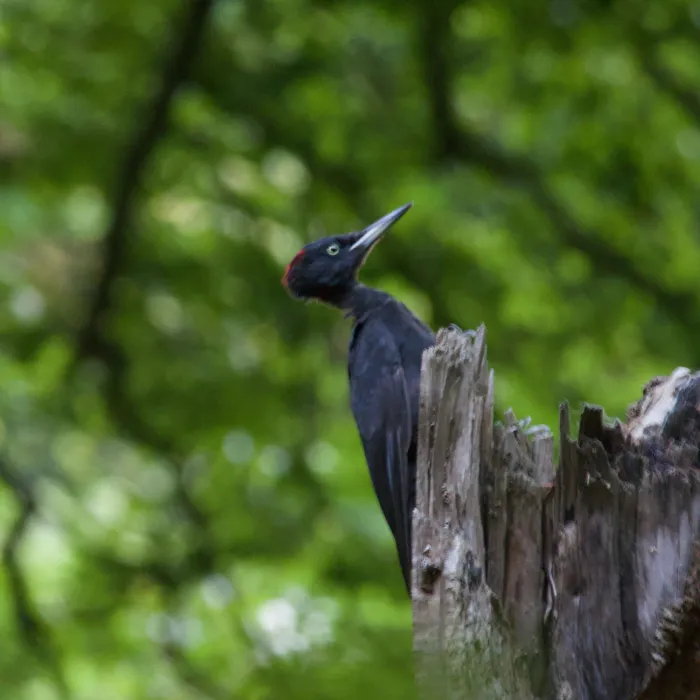 Gespotte Zwarte specht