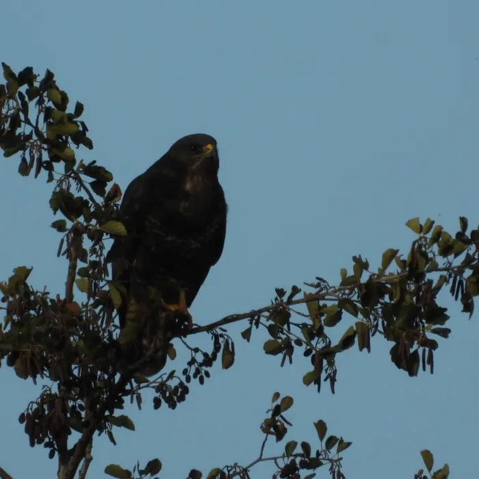 Gespotte Buizerd