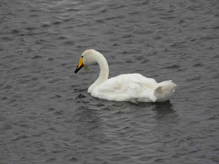 Gespotte Wilde zwaan