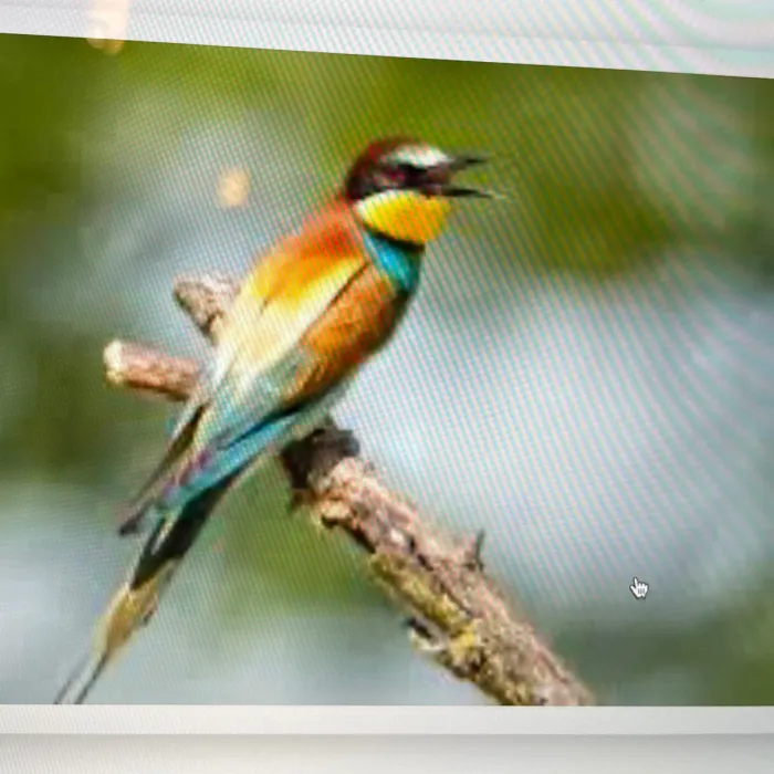 Spotted Northern Carmine Bee-eater