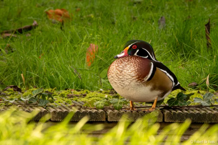 Gespotte Carolinaeend