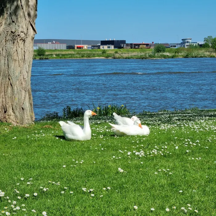 Spotted Domestic Goose (Unspecified Type)