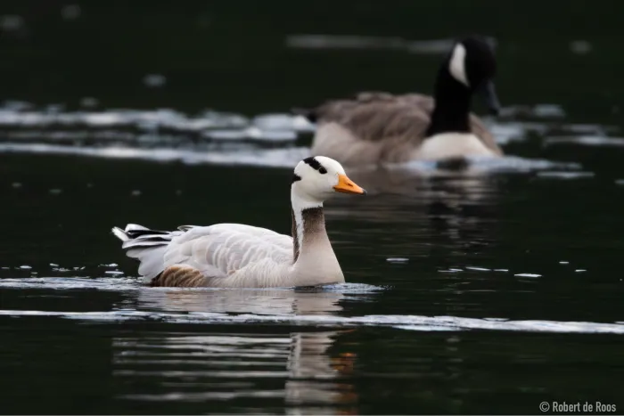 Gespotte Indische gans