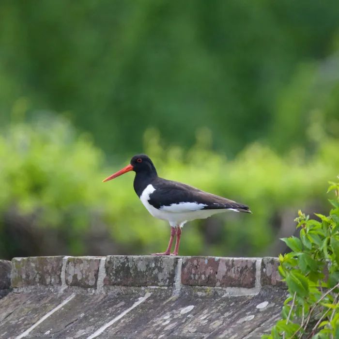Gespotte Scholekster
