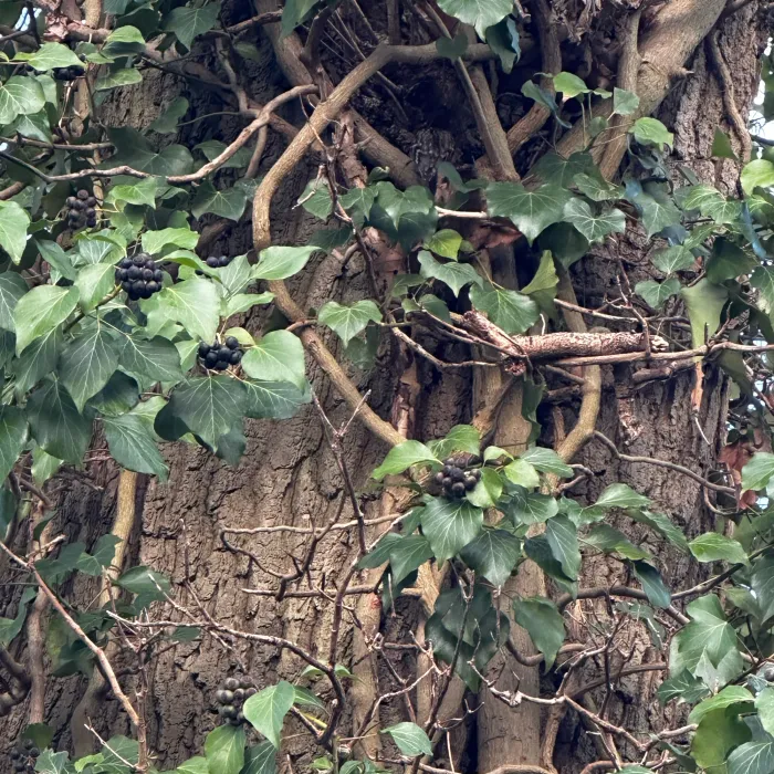 Gespotte Boomkruiper