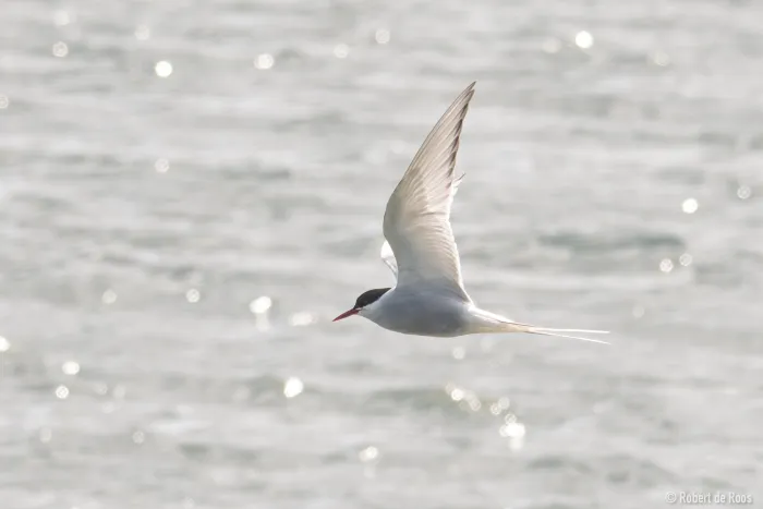 Gespotte Noordse stern