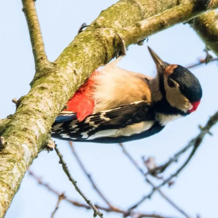 Gespotte Grote bonte specht