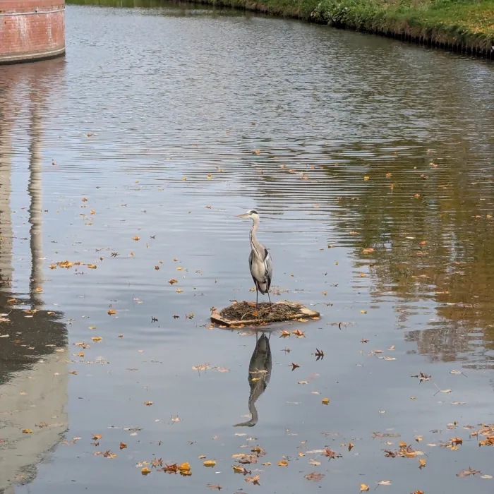 Spotted Gray Heron