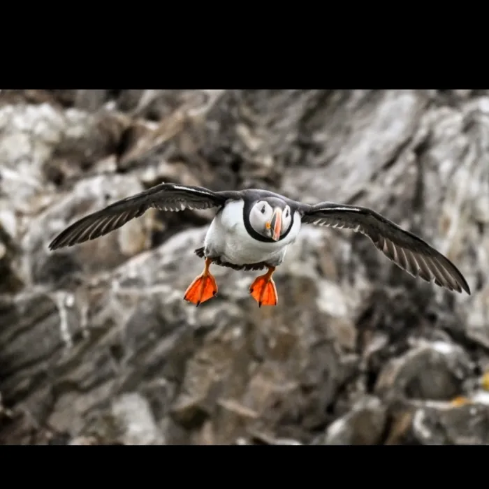 Gespotte Papegaaiduiker