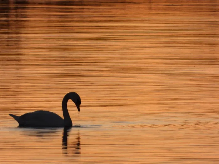 Gespotte Knobbelzwaan