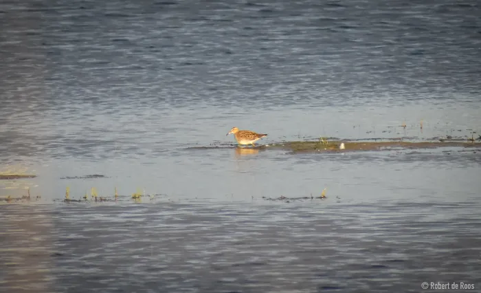 Gespotte Gestreepte strandloper