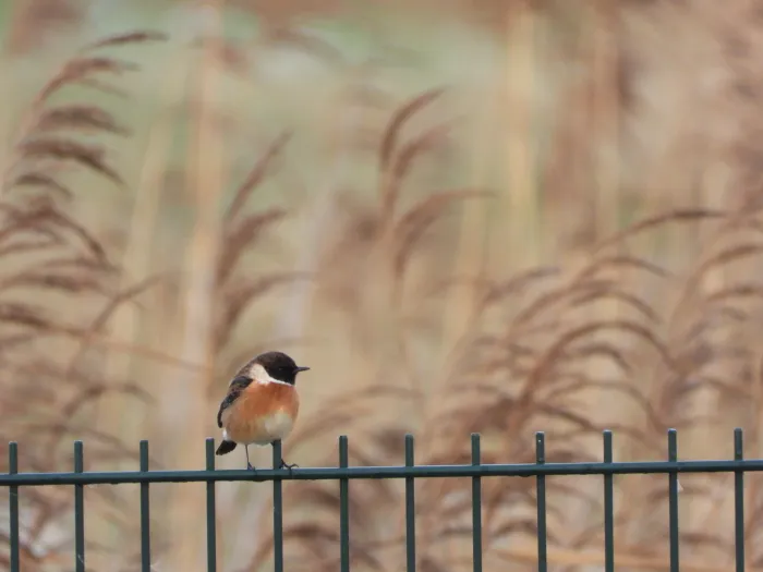 Gespotte Roodborsttapuit