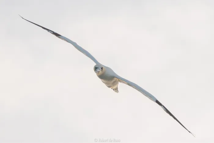 Gespotte Jan-van-gent